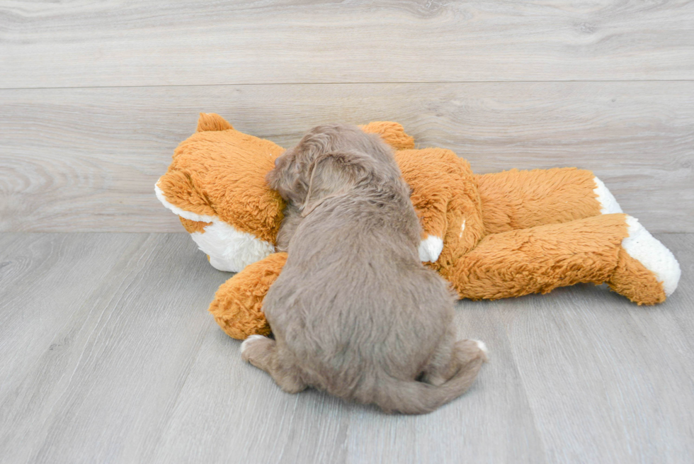 Best Mini Labradoodle Baby