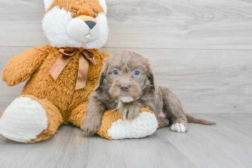 Mini Labradoodle Puppy for Adoption