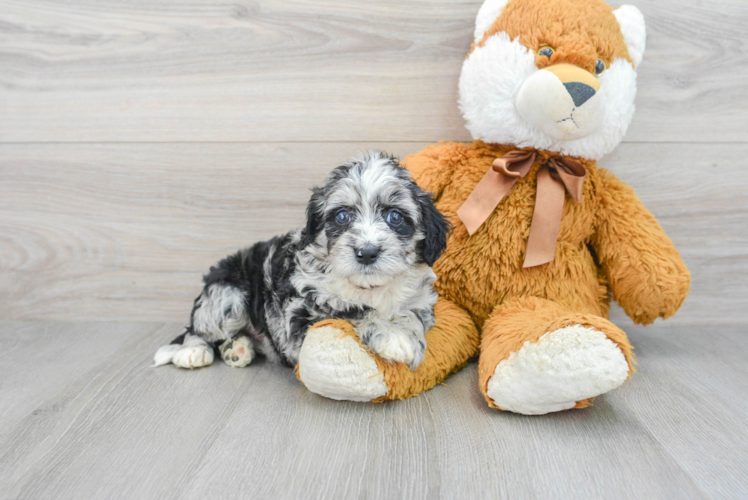Mini Labradoodle Pup Being Cute