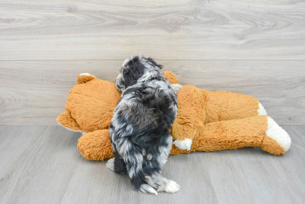Mini Labradoodle Puppy for Adoption