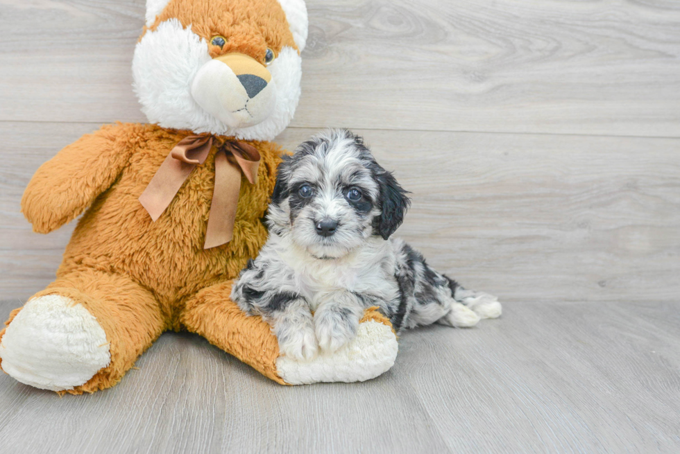 Petite Mini Labradoodle Poodle Mix Pup