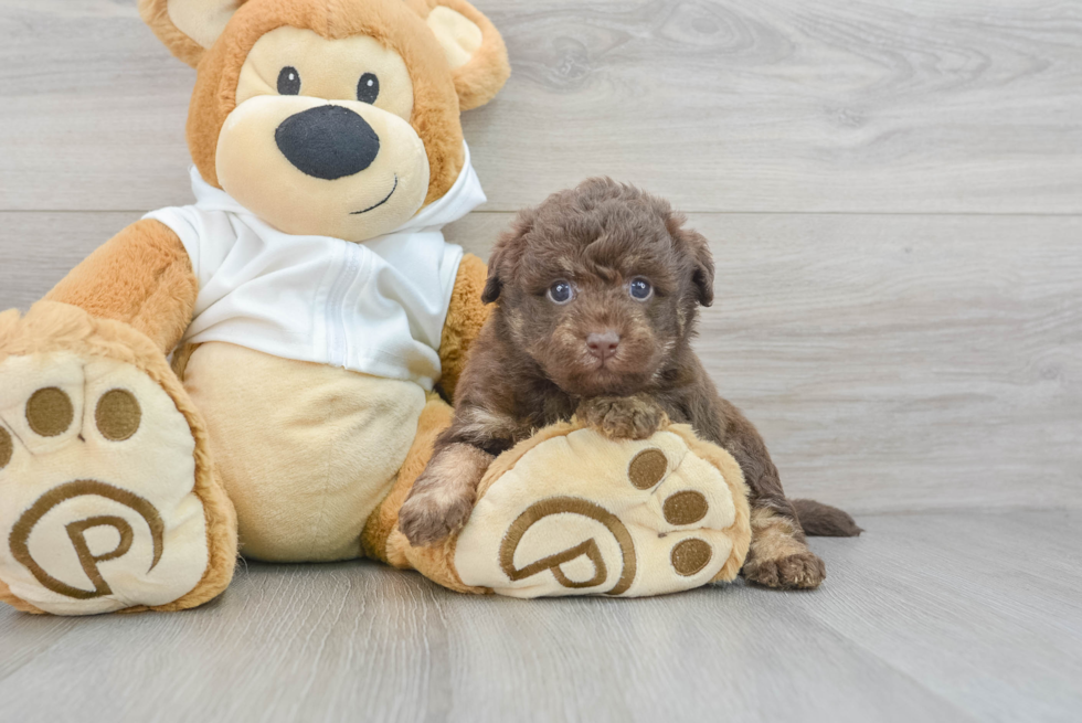 Mini Labradoodle Puppy for Adoption