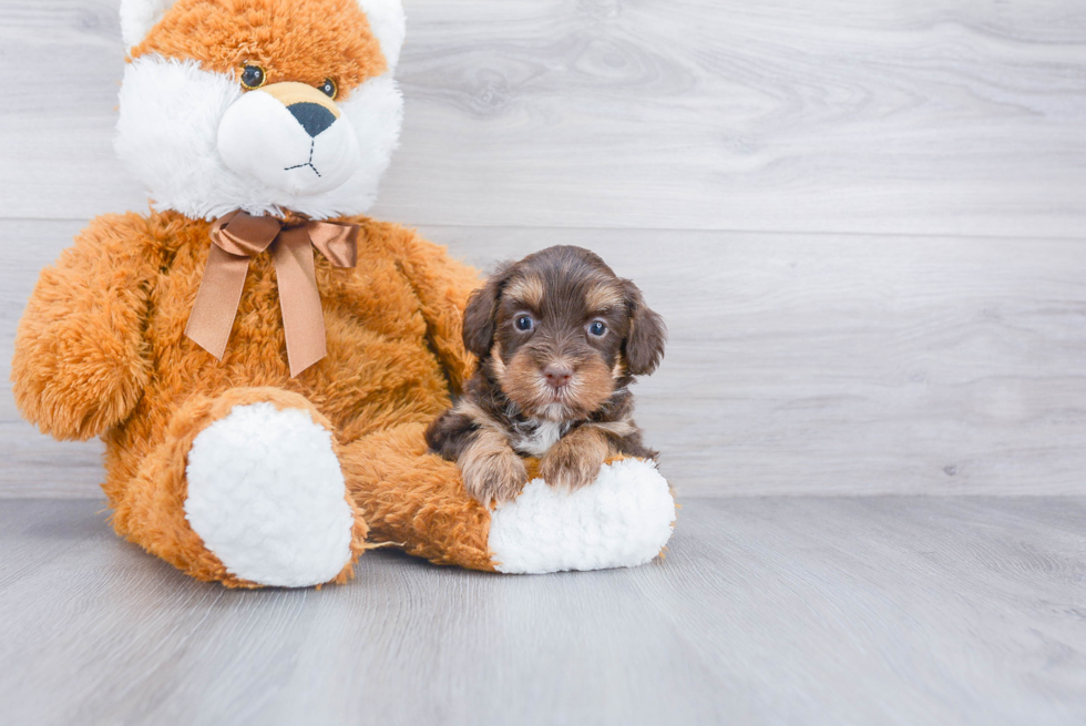 Mini Labradoodle Pup Being Cute