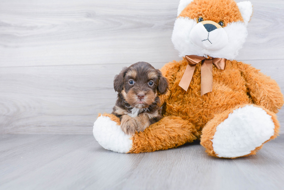 Mini Labradoodle Pup Being Cute