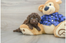 Mini Labradoodle Puppy for Adoption