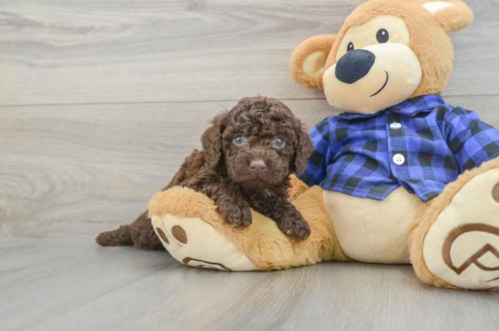 6 week old Mini Labradoodle Puppy For Sale - Premier Pups