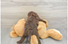 Best Mini Labradoodle Baby