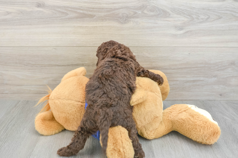 Best Mini Labradoodle Baby