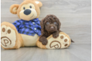 Energetic Labrapoo Poodle Mix Puppy