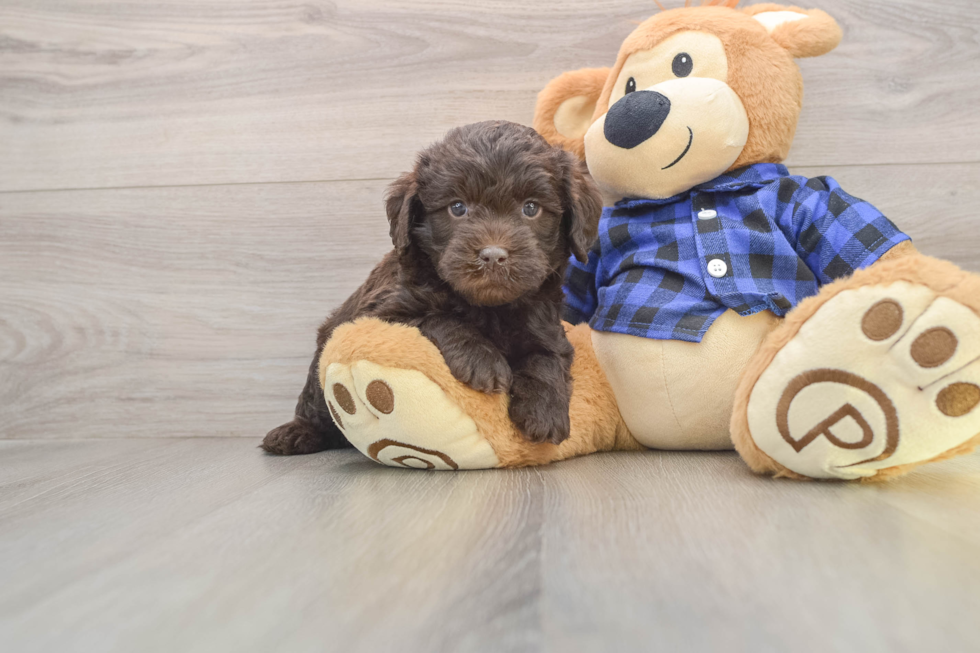 Mini Labradoodle Puppy for Adoption