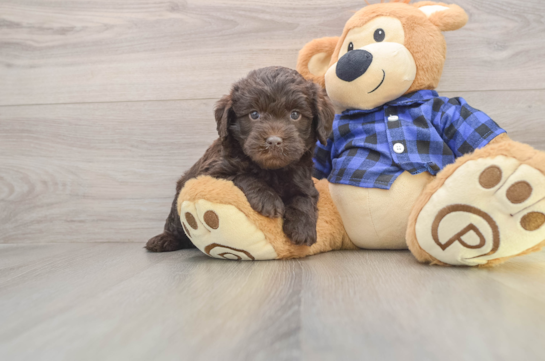 Mini Labradoodle Puppy for Adoption