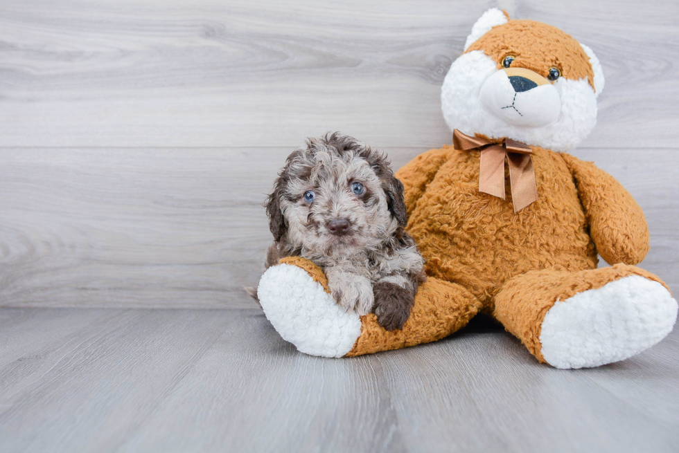 Mini Labradoodle Pup Being Cute