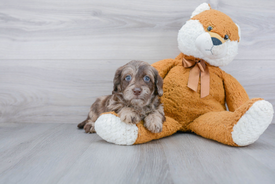 Mini Labradoodle Puppy for Adoption