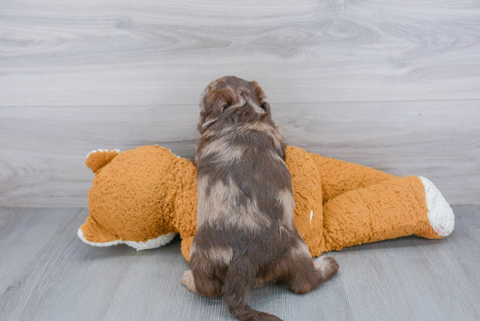 Mini Labradoodle Puppy for Adoption