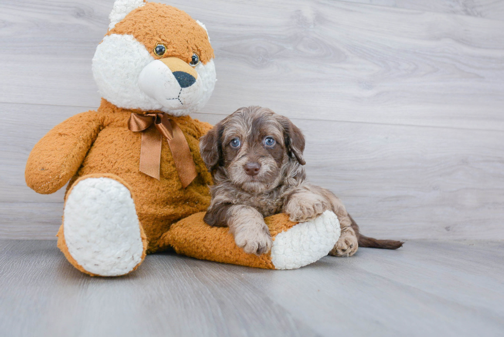 Mini Labradoodle Pup Being Cute