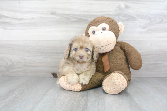 Mini Labradoodle Puppy for Adoption