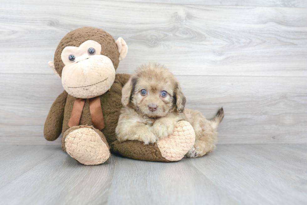 Happy Mini Labradoodle Baby