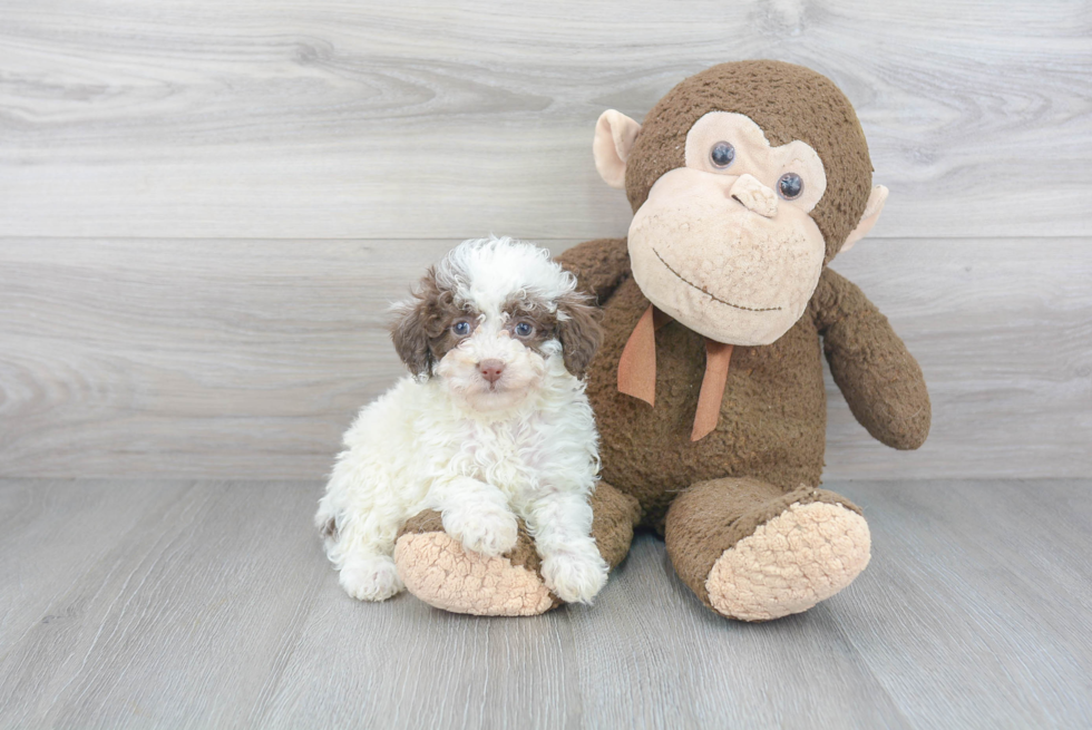 Mini Labradoodle Pup Being Cute