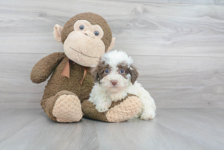 Friendly Mini Labradoodle Baby