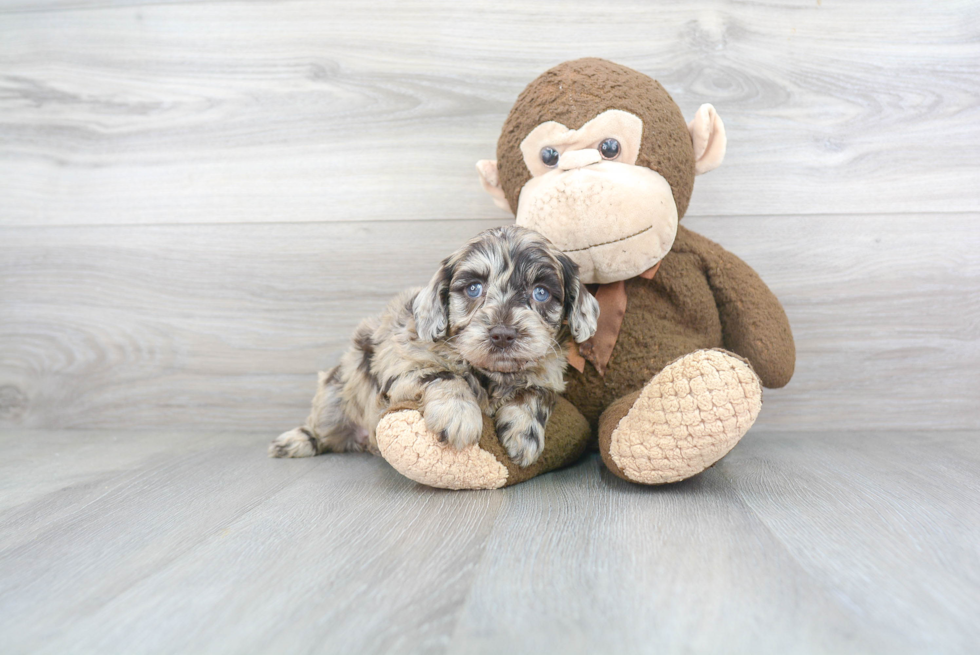 Hypoallergenic Labrador Poodle Mix Puppy