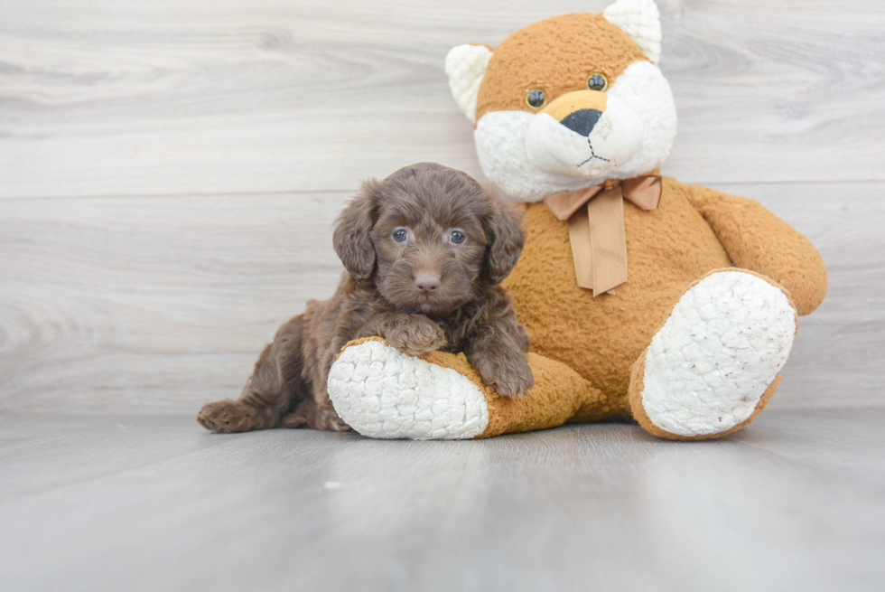 Best Mini Labradoodle Baby