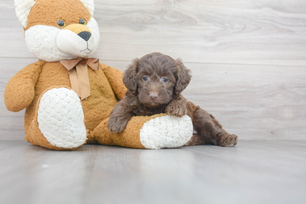 Best Mini Labradoodle Baby