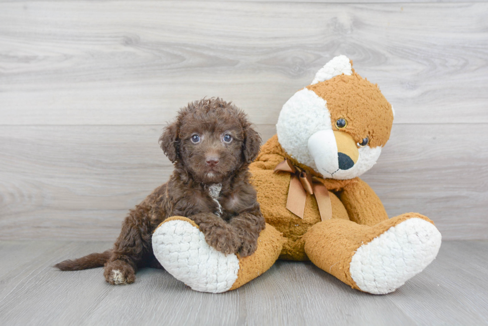 Mini Labradoodle Pup Being Cute