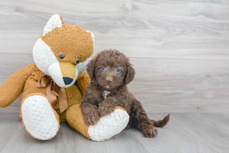 Energetic Labrador Poodle Mix Puppy