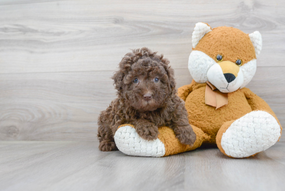 Mini Labradoodle Puppy for Adoption