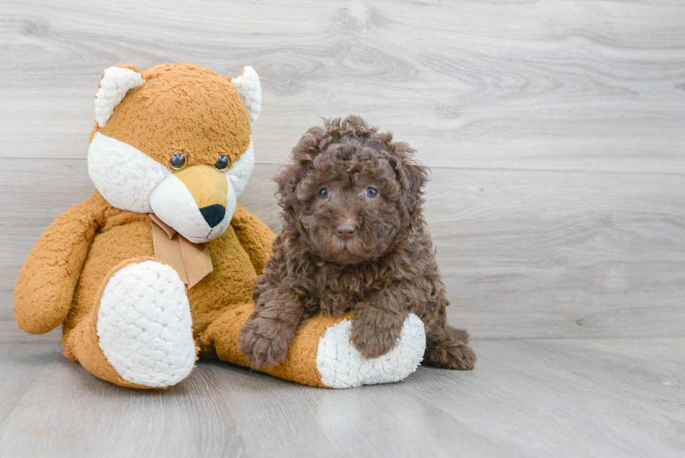 Popular Mini Labradoodle Poodle Mix Pup