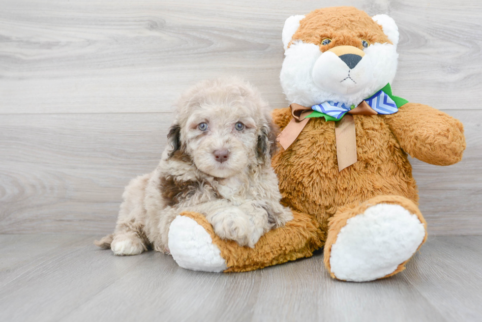 Mini Labradoodle Pup Being Cute