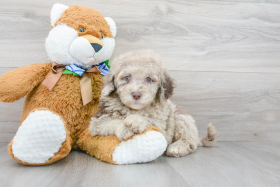 Mini Labradoodle Puppy for Adoption