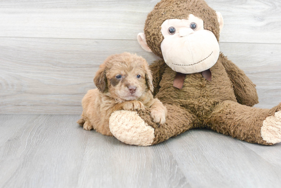 Mini Labradoodle Puppy for Adoption