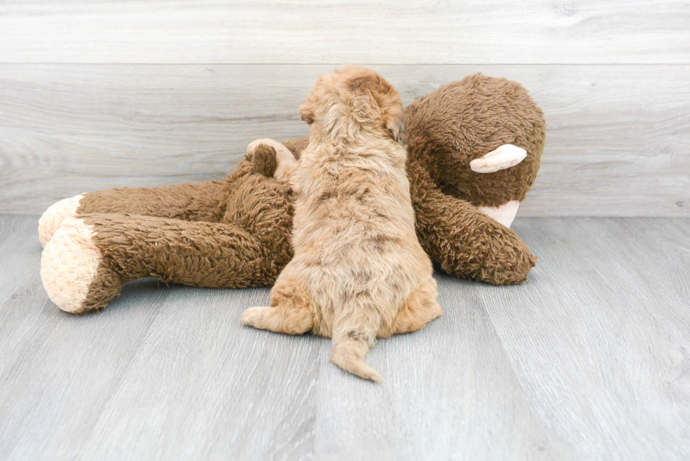 Best Mini Labradoodle Baby
