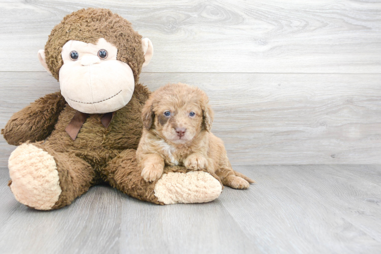 Cute Mini Labradoodle Poodle Mix Pup