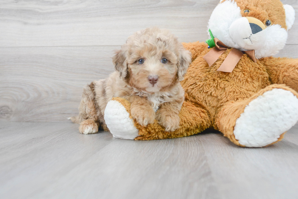 Cute Mini Labradoodle Baby