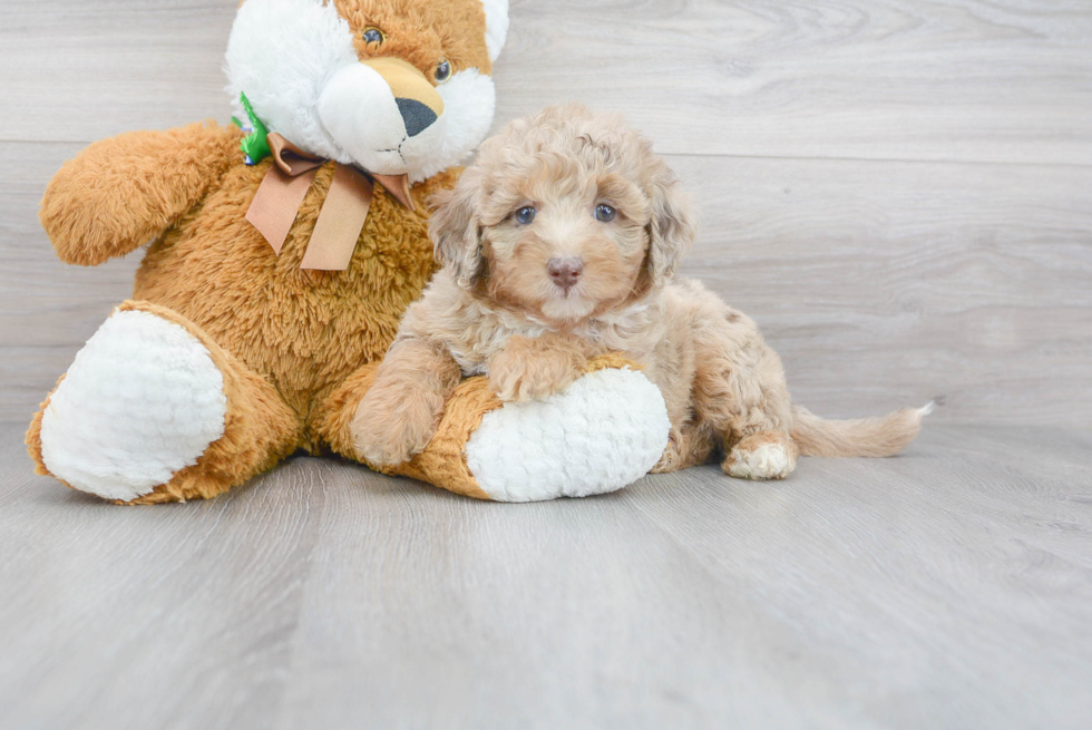 Energetic Labrador Poodle Mix Puppy