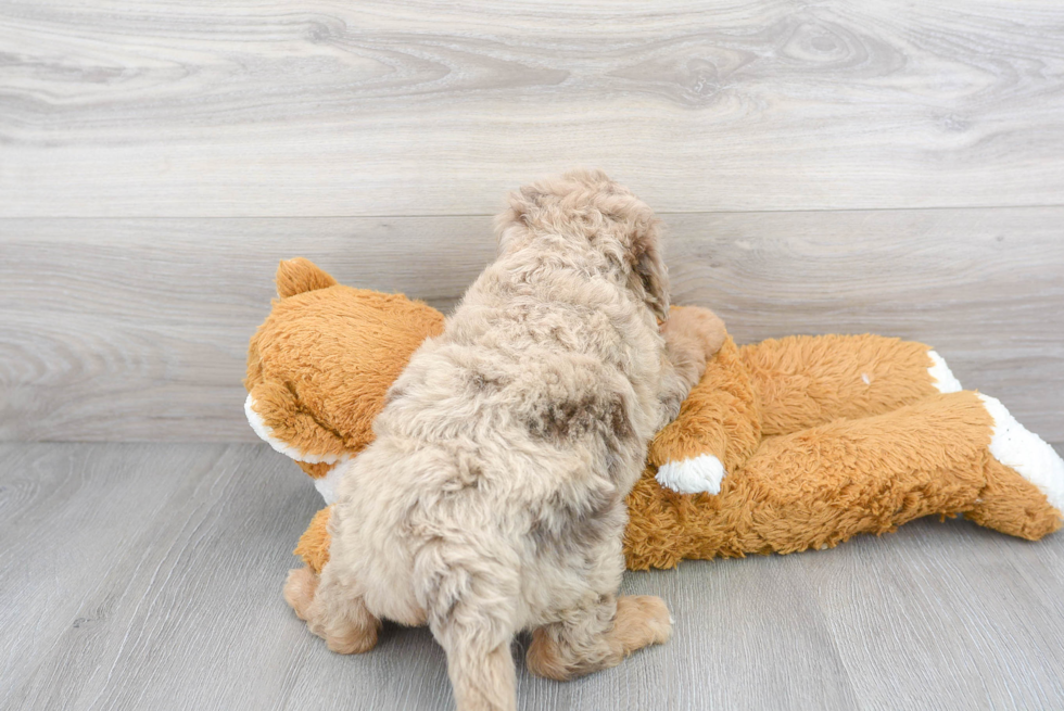 Best Mini Labradoodle Baby