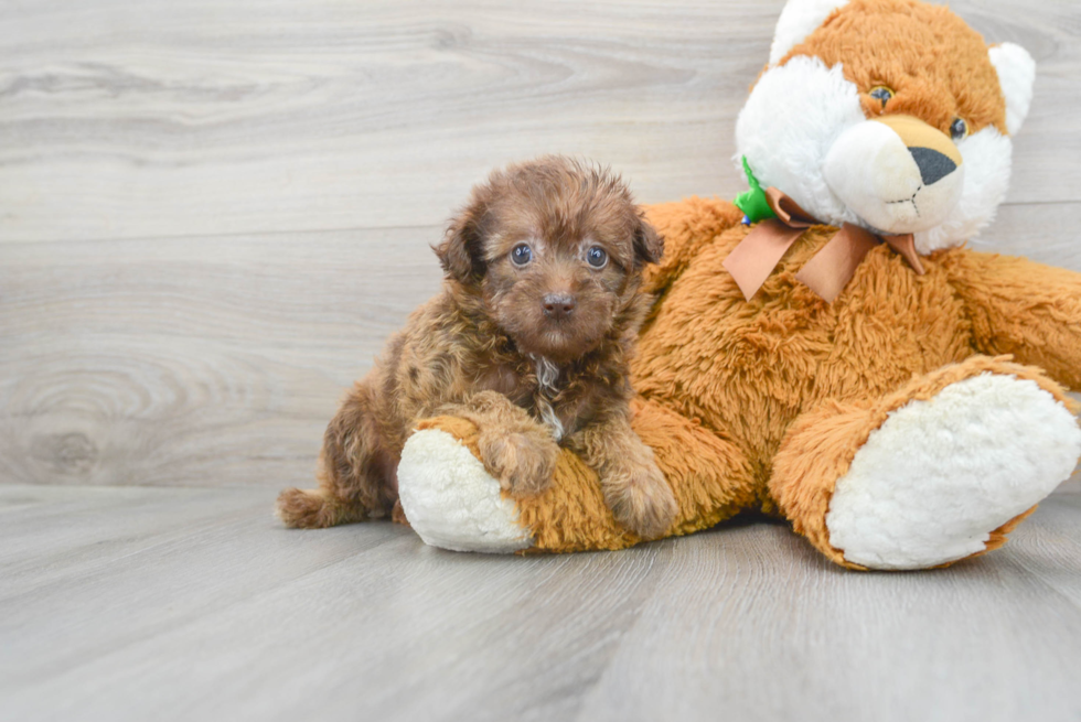 Best Mini Labradoodle Baby