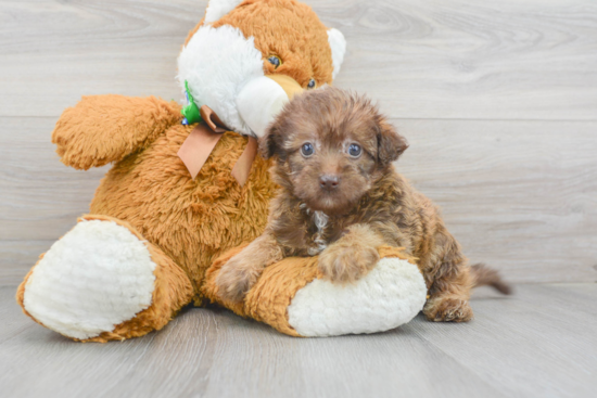 Mini Labradoodle Pup Being Cute