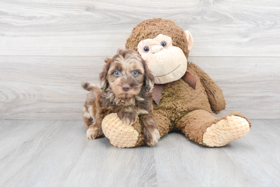 Best Mini Labradoodle Baby