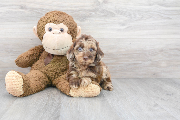 Mini Labradoodle Puppy for Adoption