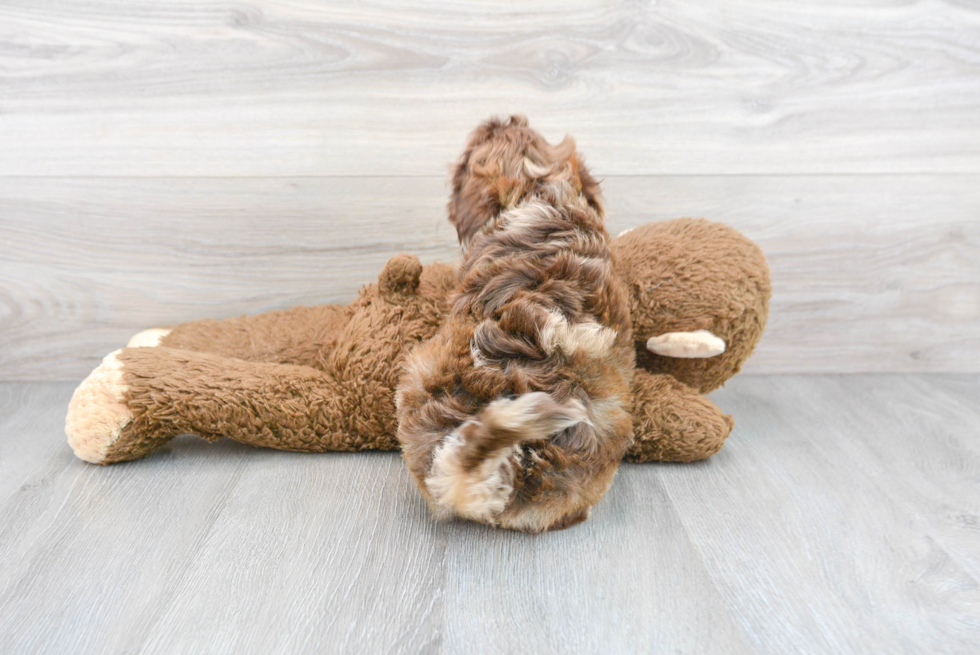 Funny Mini Labradoodle Poodle Mix Pup