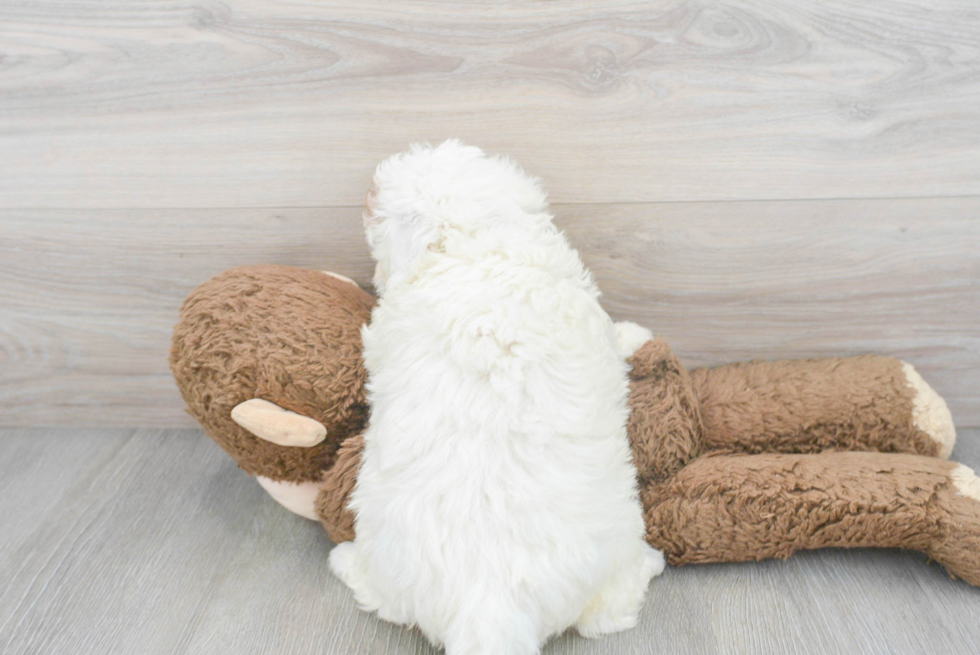 Mini Labradoodle Pup Being Cute