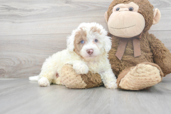 Funny Mini Labradoodle Poodle Mix Pup