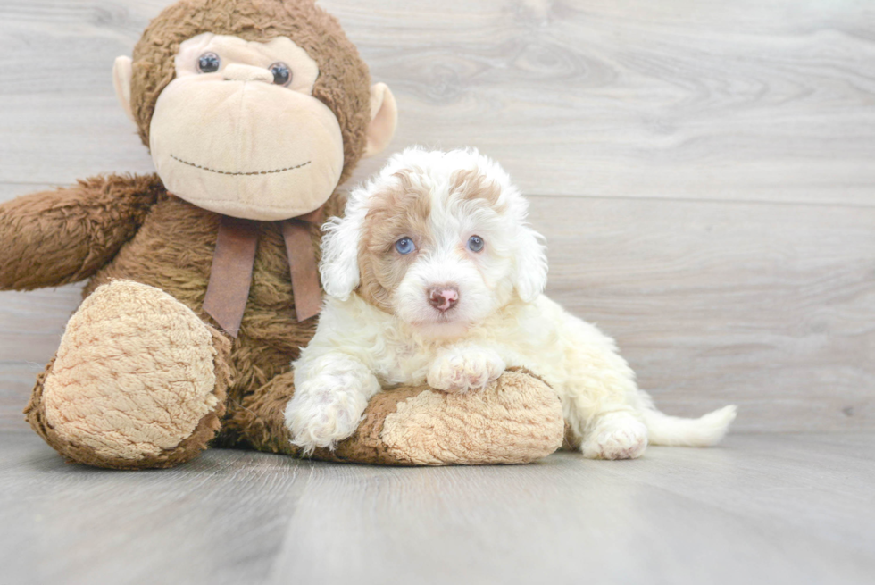 Popular Mini Labradoodle Poodle Mix Pup