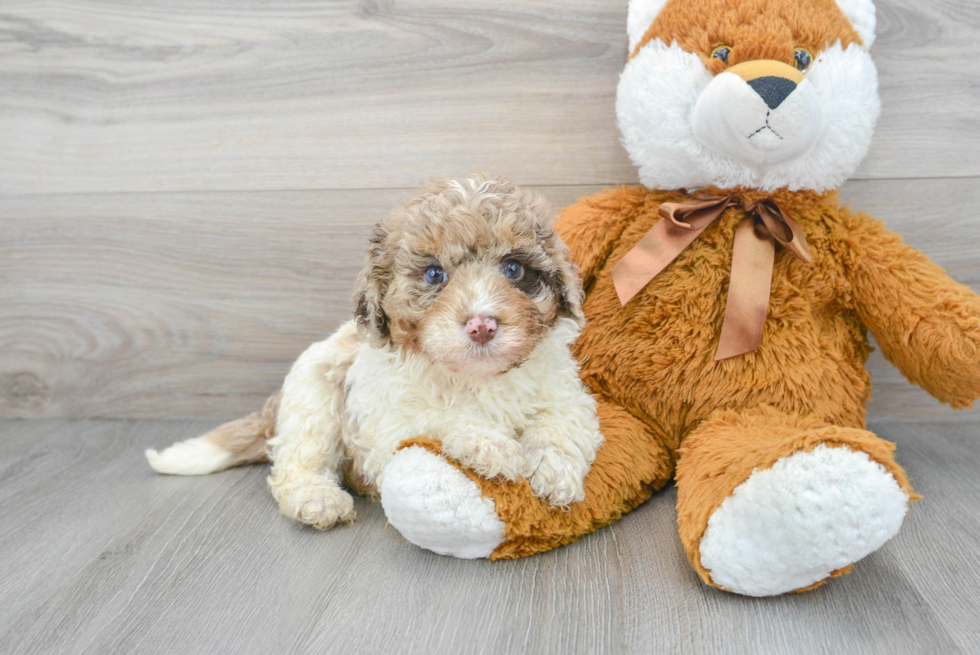 Petite Mini Labradoodle Poodle Mix Pup