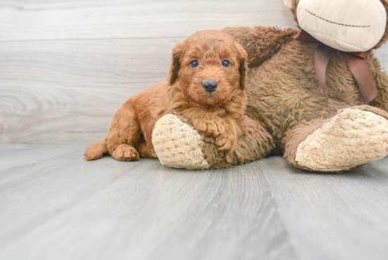 Best Mini Labradoodle Baby