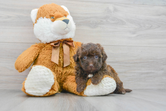 Cute Mini Labradoodle Baby