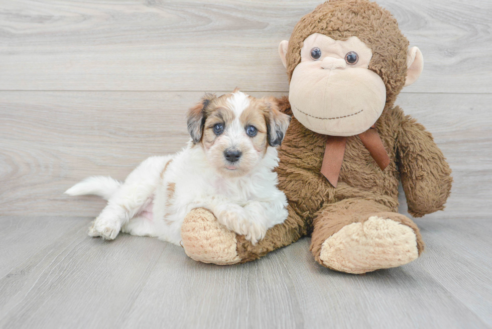 Hypoallergenic Labrador Poodle Mix Puppy